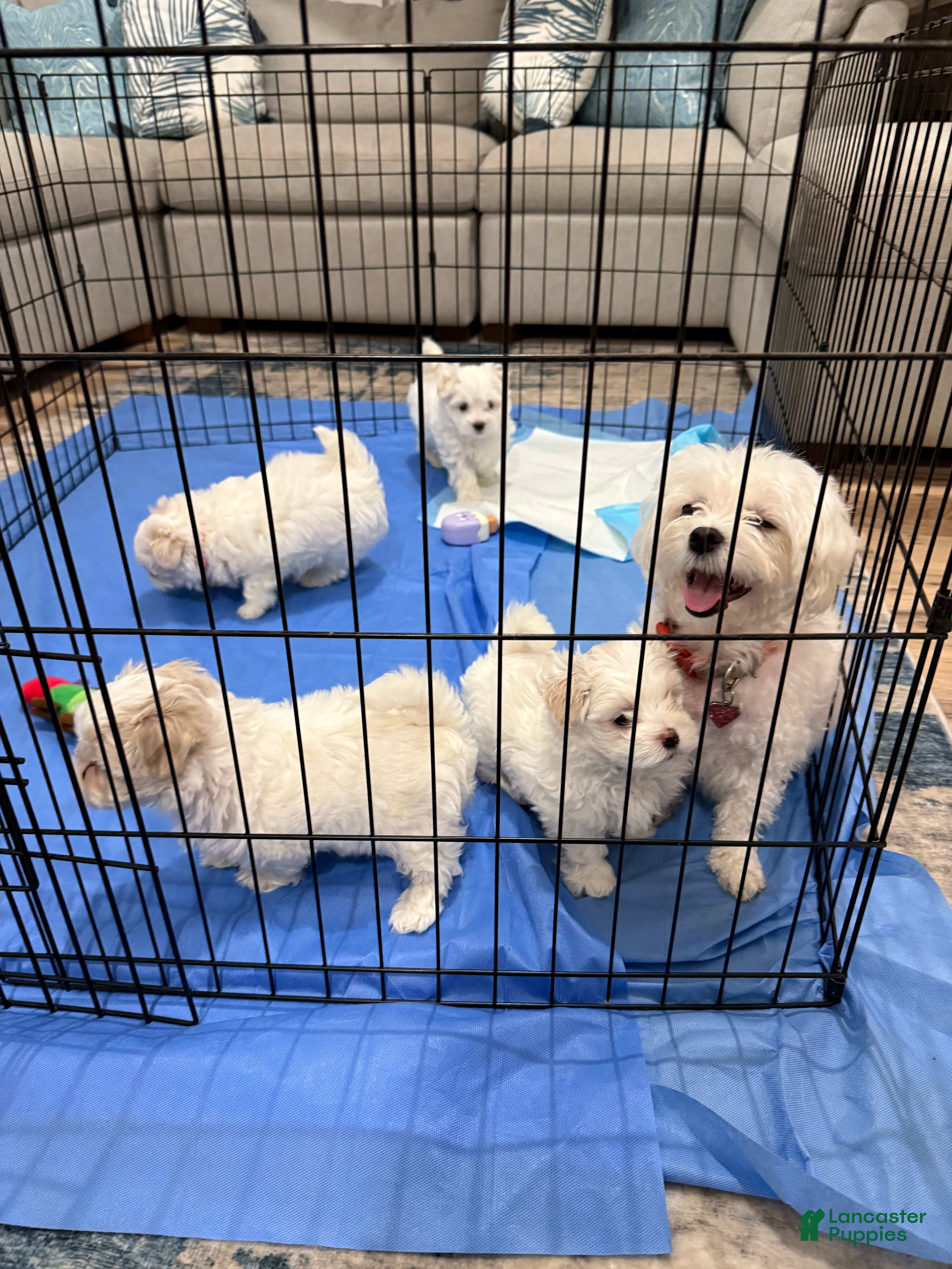 Maltese dogs for sale: Pumpkin - Ad 2