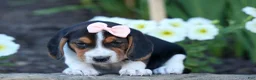 Beagle dogs for sale: Cleo 🌸 - Ad 5