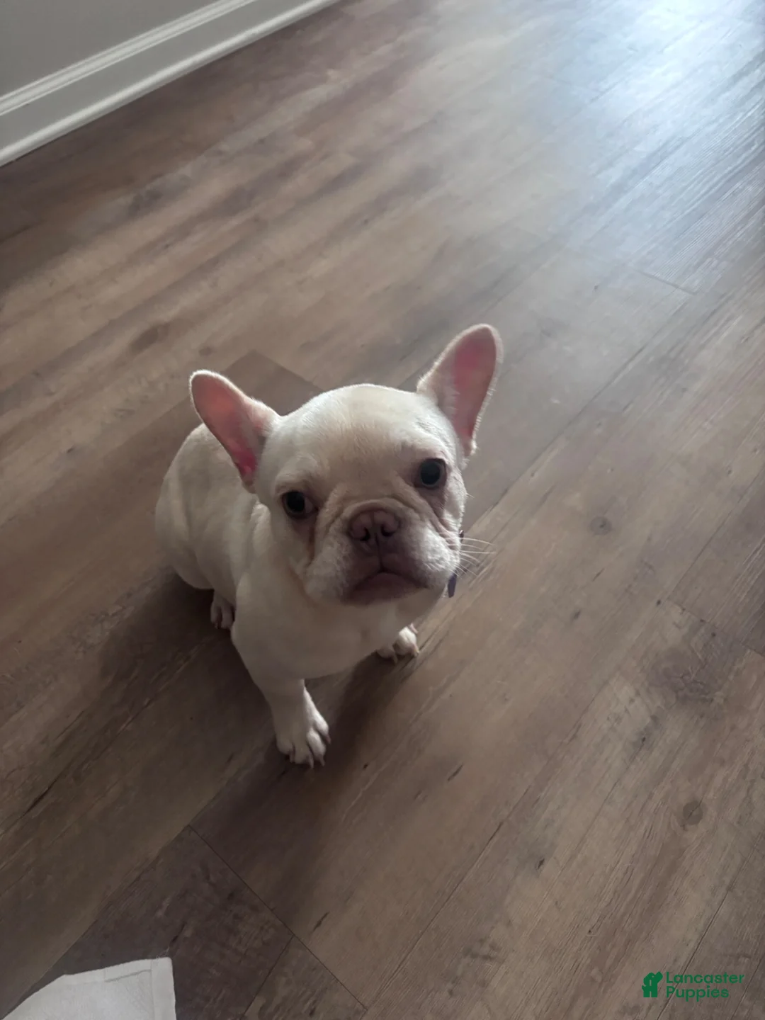 French Bulldog dogs for sale: Kali - Ad 2