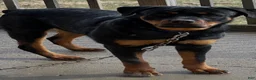 Mixed Breed dogs for sale: Bruno  - Ad 4