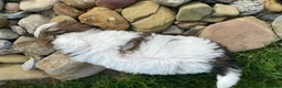 Shih Tzu dogs for sale: Tommy - Ad 13