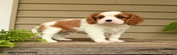 Cavalier King Charles Spaniel dogs for sale: Snuggles   - Ad 5