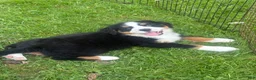 Bernese Mountain Dog dogs for sale: Skye - Ad 5