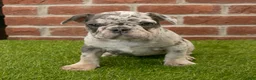 French Bulldog dogs for sale: Misty - Ad 2