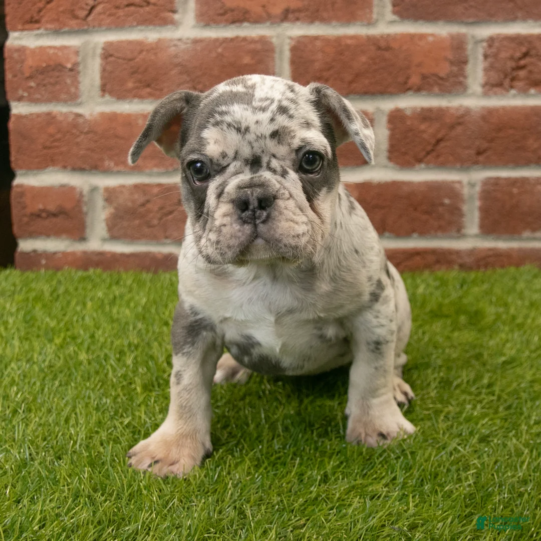 French Bulldog dogs for sale: Misty - Ad 2