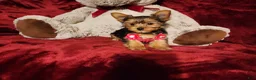 Yorkshire Terrier dogs for sale: PIPPA - Ad 4