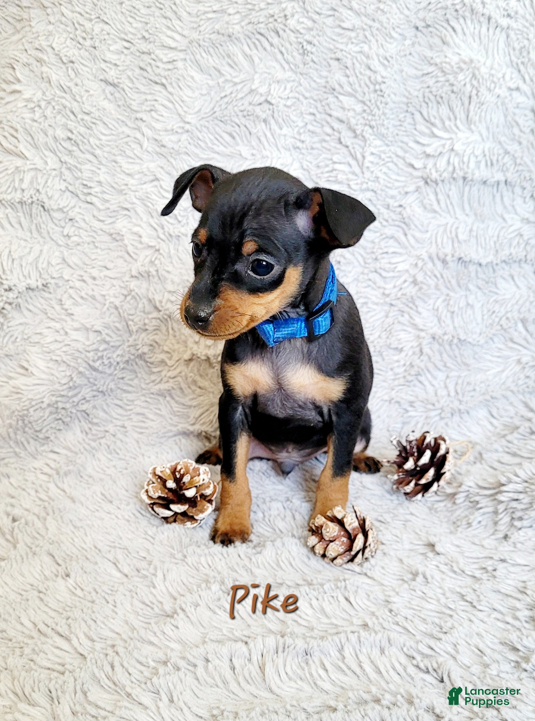 Miniature Pinscher dogs Pike  - Ad 21