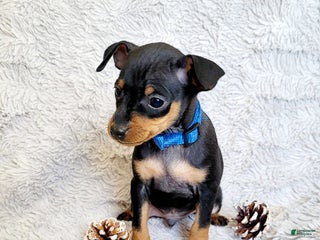 Miniature Pinscher dogs Pike - Ad 27