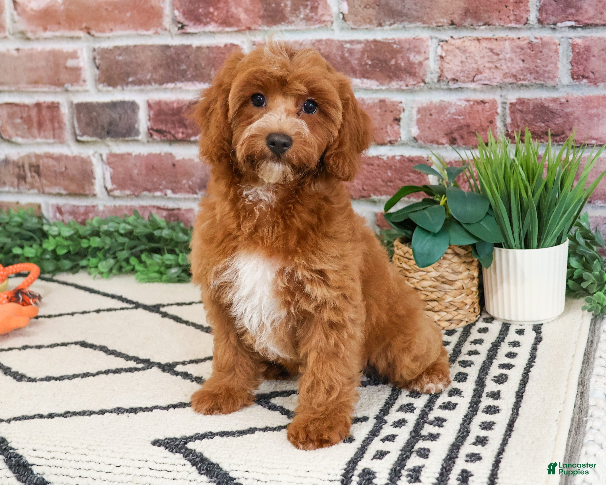 Cavapoo dogs Illius - Ad 42