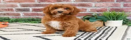 Cavapoo dogs for sale: Illius - Ad 1