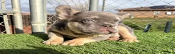 French Bulldog dogs for sale: Rocky 🩶 Rare Lilac Tan Fluffy in LA, CA - USA DELIVERY & FINANCING OPTIONS AVAILABLE! - Ad 20