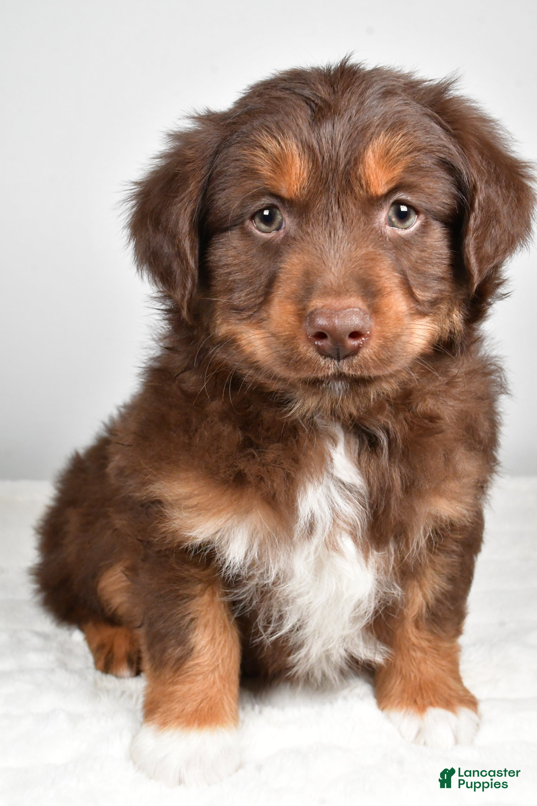 Miniature Australian Shepherd dogs Rocky - Ad 12
