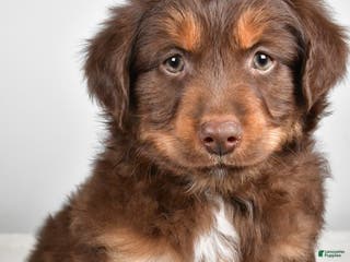 Miniature Australian Shepherd dogs Rocky - Ad 35