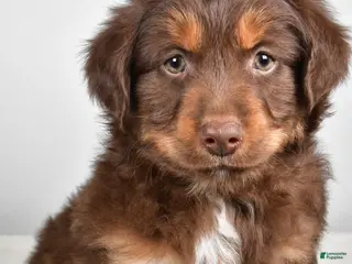 Miniature Australian Shepherd dogs Rocky - Ad 36