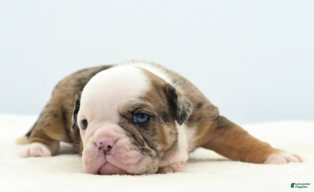 Mixed Breed dogs for sale: Turbo Merle blue eyes - Ad 21