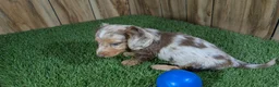 Dachshund dogs for sale: Crackers Boy 1 - Ad 4