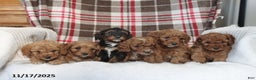Cavapoo dogs for sale: Kathy - Ad 2