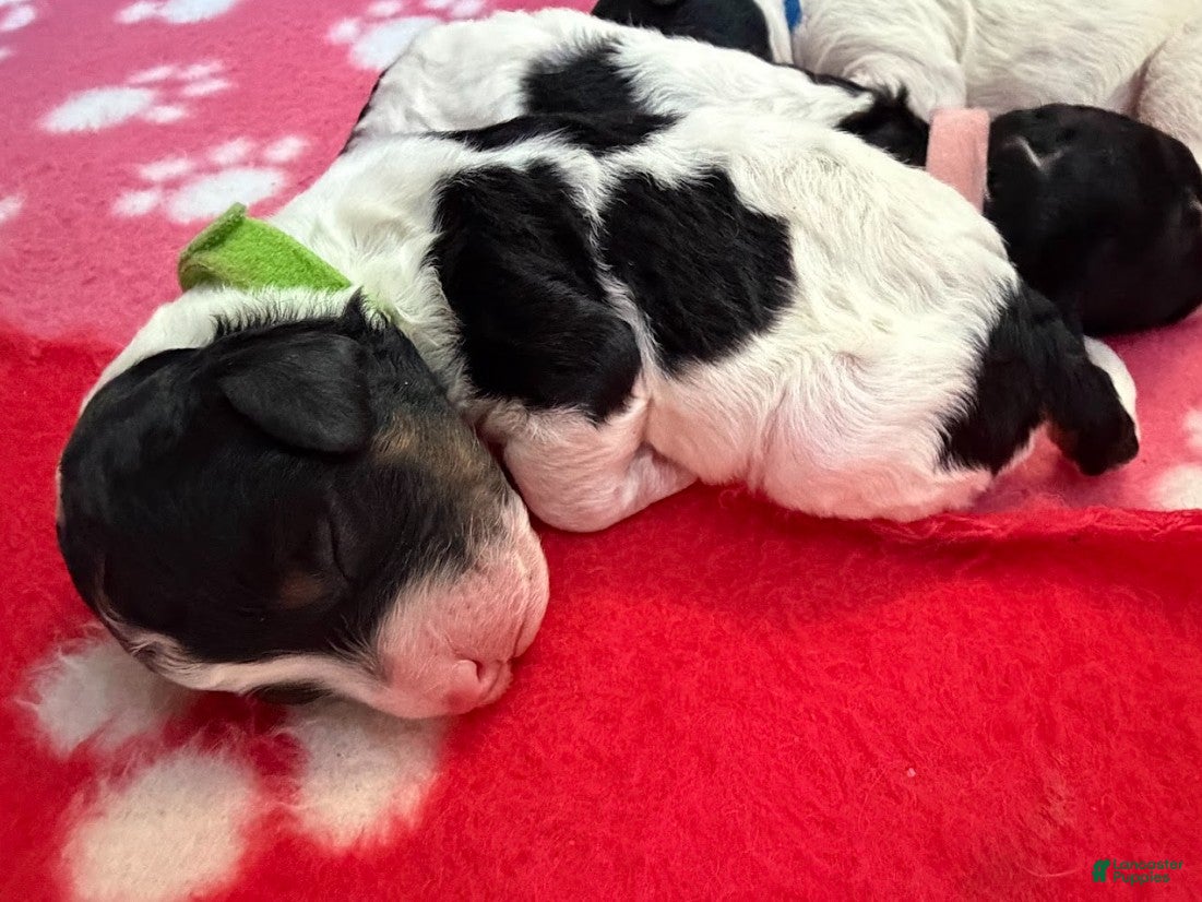 Miniature Poodle dogs Miniature Poodle Green - Ad 2