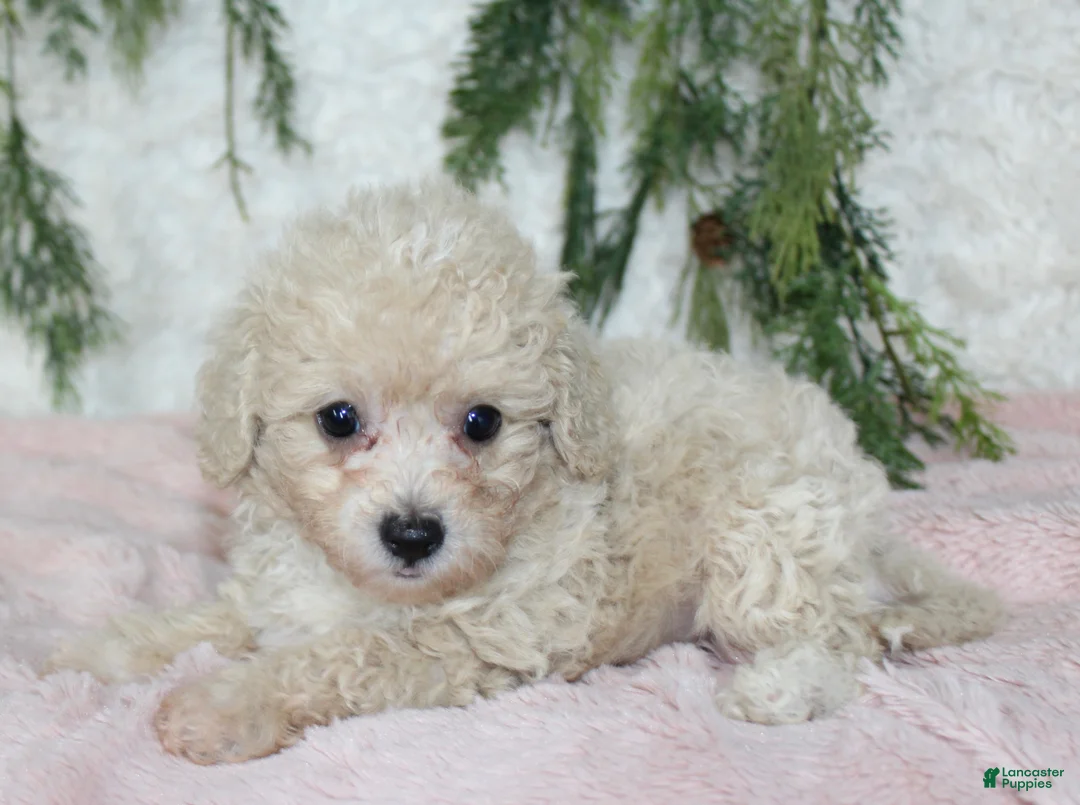 Bichpoo dogs for sale: Bichpoo 6 - Ad 2