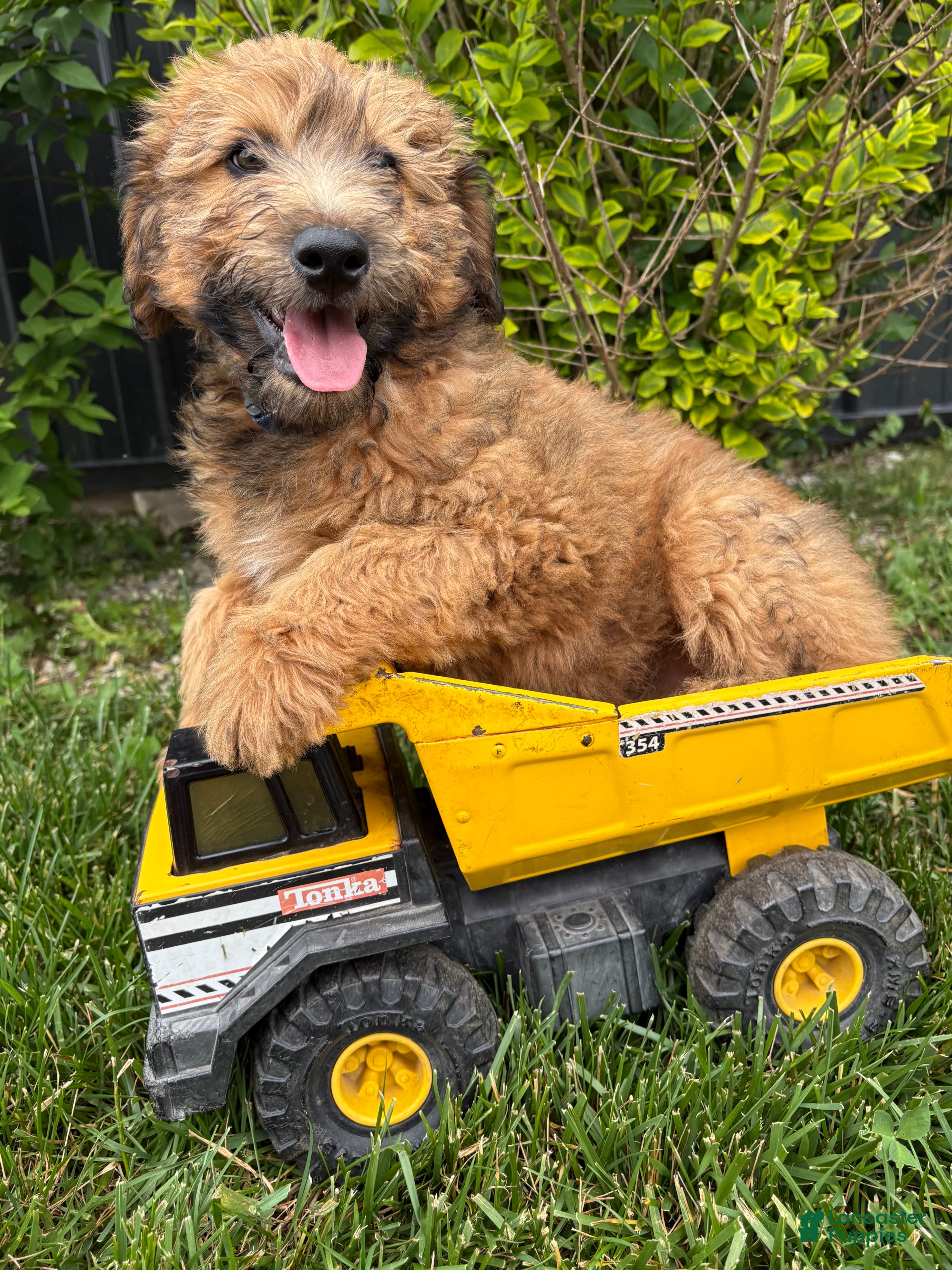 Whoodle dogs Dominic - Ad 2