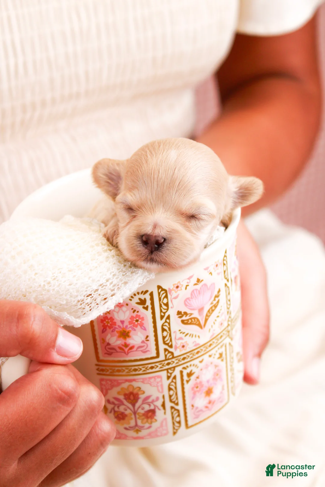 Maltipoo dogs for sale: Cricket - Ad 2