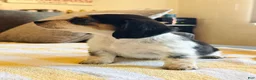 Miniature Dachshund dogs for sale: AKC Longhair Black PIEBALD Mini Dachshund GIRL - Ad 3