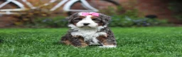 Mini Bernedoodle dogs for sale: Makenzie - Ad 3