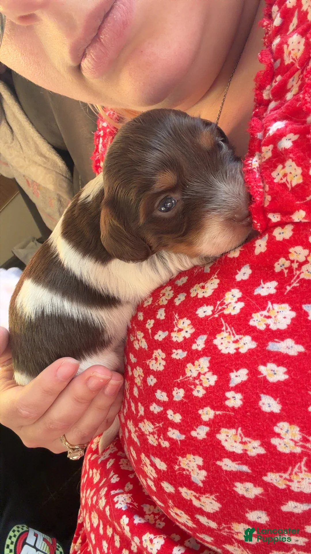 Miniature Dachshund dogs for sale: Miniature Dachshund 1 - Ad 1
