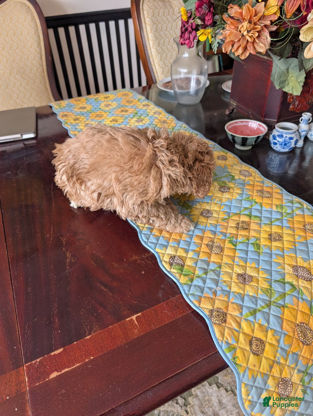 Goldendoodle dogs for sale: Steve - Ad 2