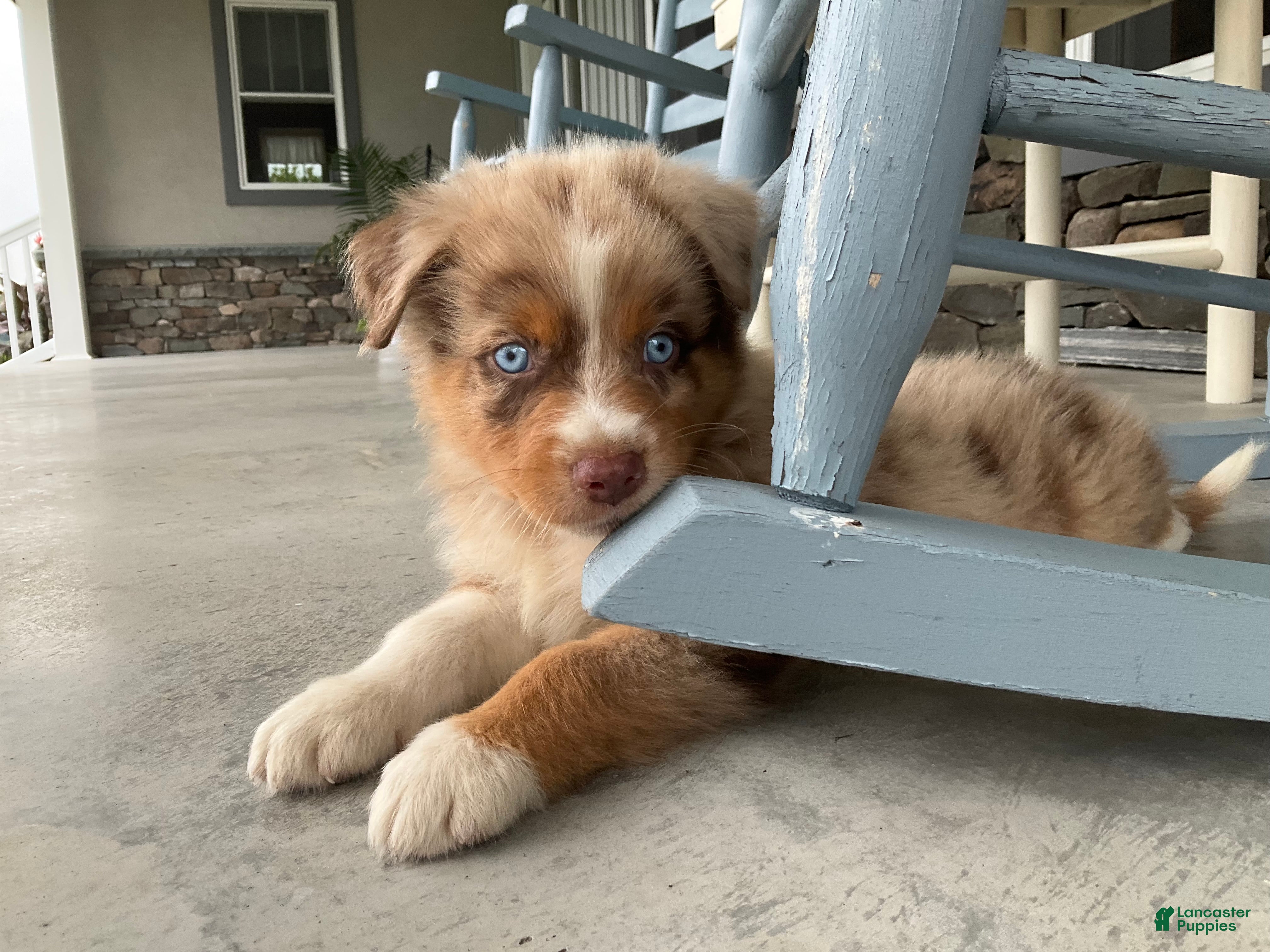 Australian Shepherd dogs Skylar - Ad 2
