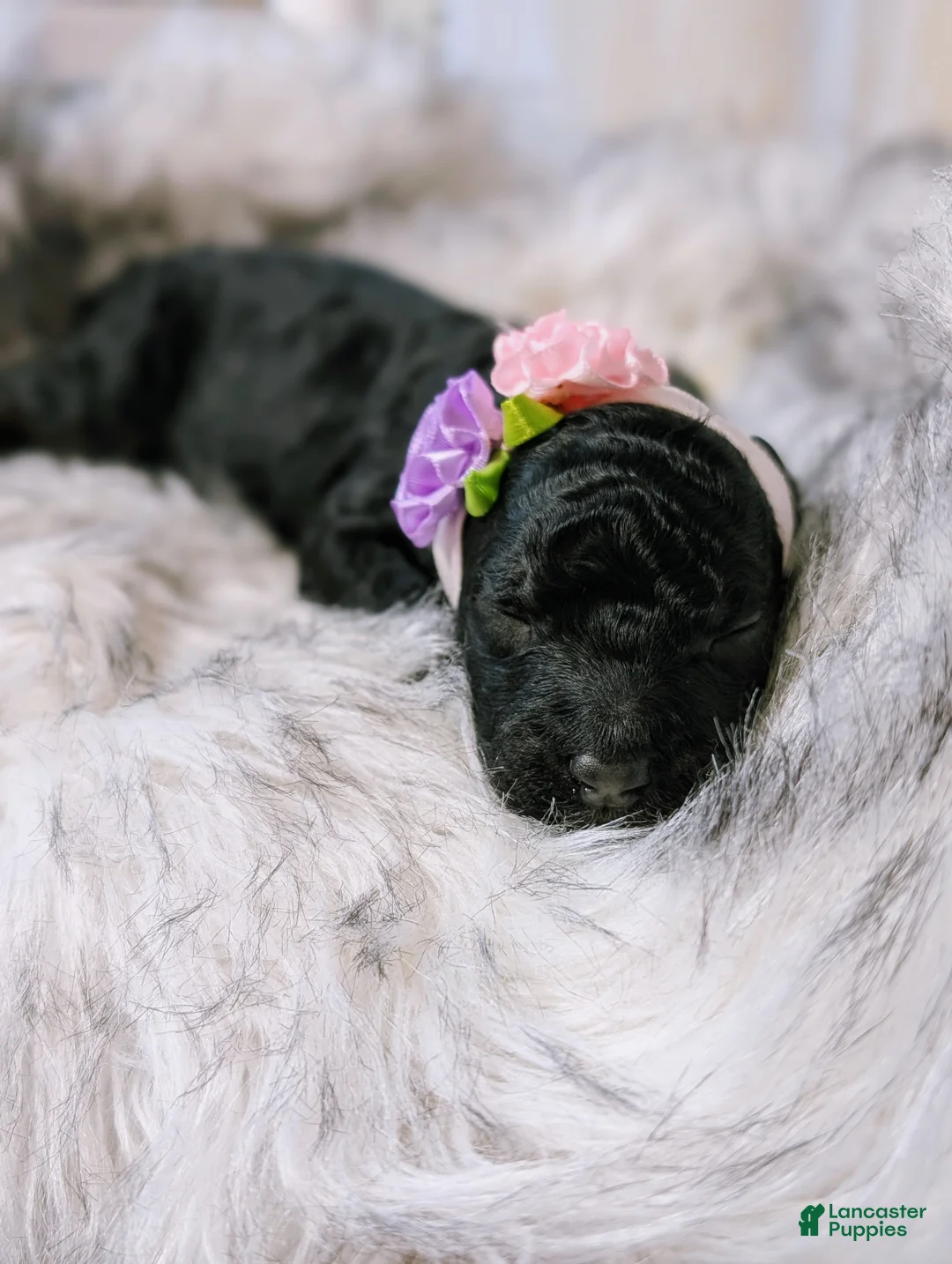 Mixed Breed dogs for sale: XENA - Ad 4