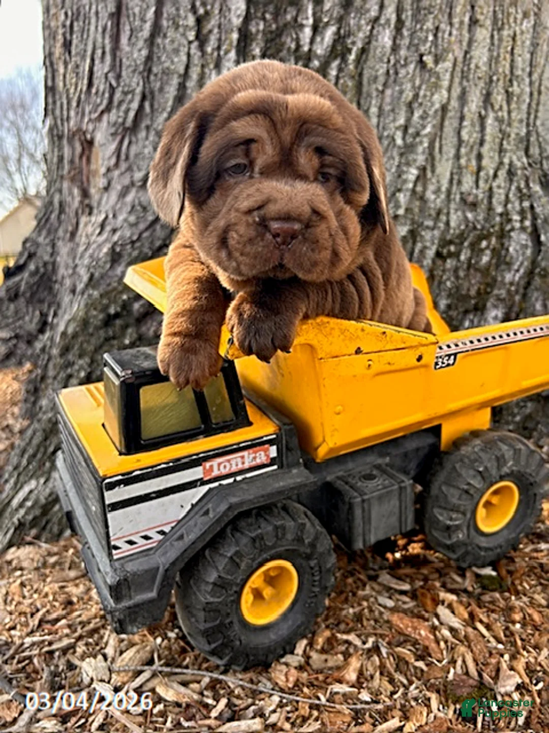 Mini Hippo dogs for sale: Ike - Ad 3