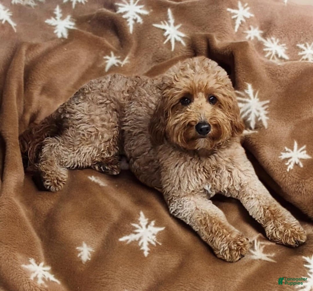 Mini Goldendoodle dogs for sale: Mini Goldendoodle Puppy 5 - Ad 3