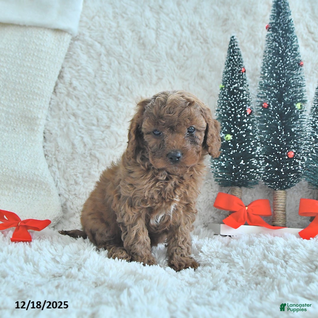 Cavapoo dogs for sale: Cookie - Ad 3