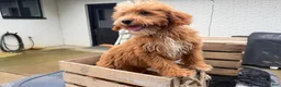 Mini Goldendoodle dogs for sale: Gouda - Ad 2