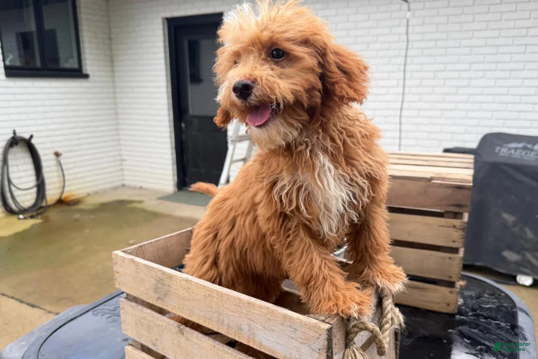 Mini Goldendoodle dogs for sale: Gouda - Ad 2