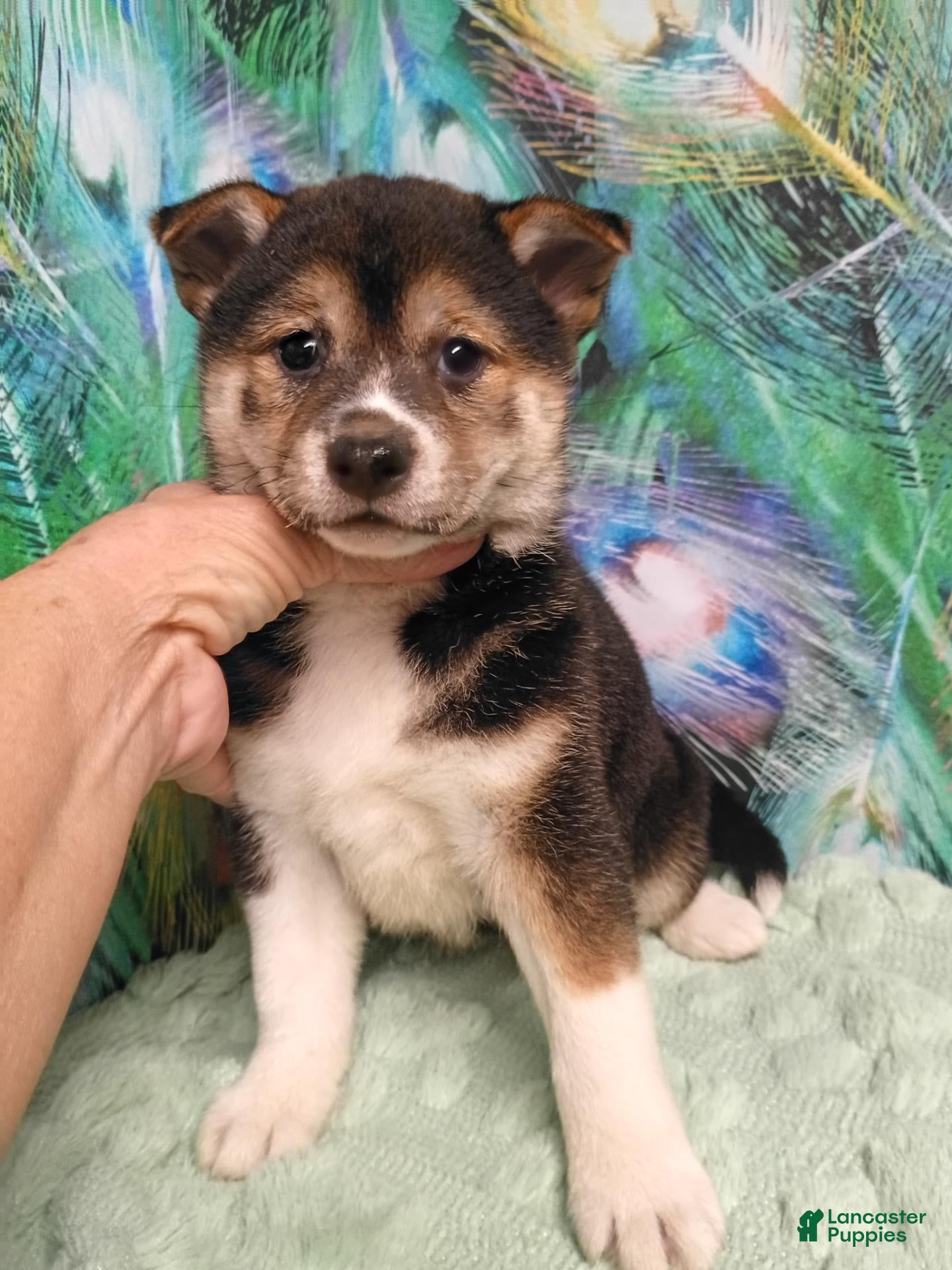 Shiba Inu dogs Keno 7 weeks old. - Ad 1