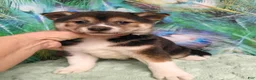 Shiba Inu dogs for sale: Keno 7 weeks old. - Ad 1