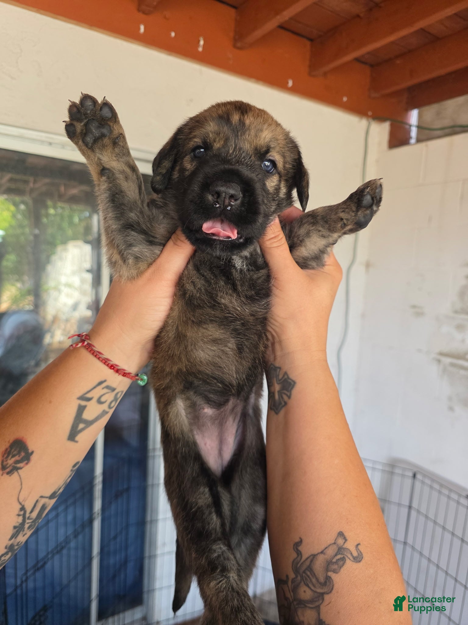 Mixed Breed dogs Storm - Ad 1