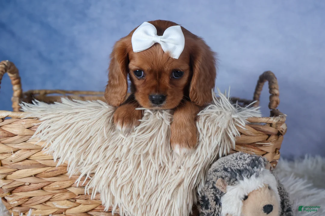 Cavalier King Charles Spaniel dogs for sale: Paisley - Ad 3
