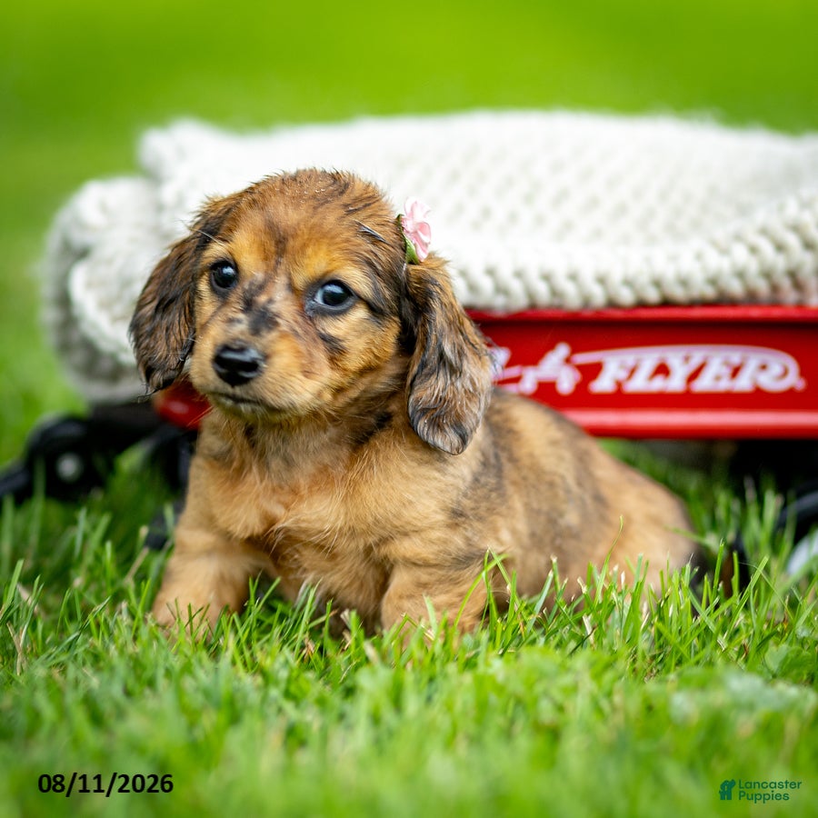 Miniature Dachshund dogs Brittany - Ad 2
