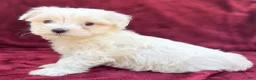 Maltese dogs for sale: Lolly - Ad 6