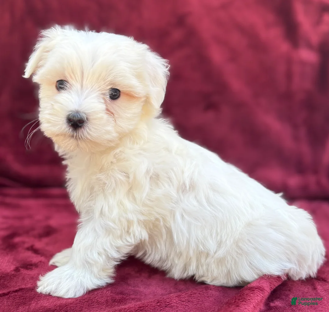 Maltese dogs for sale: Lolly - Ad 6