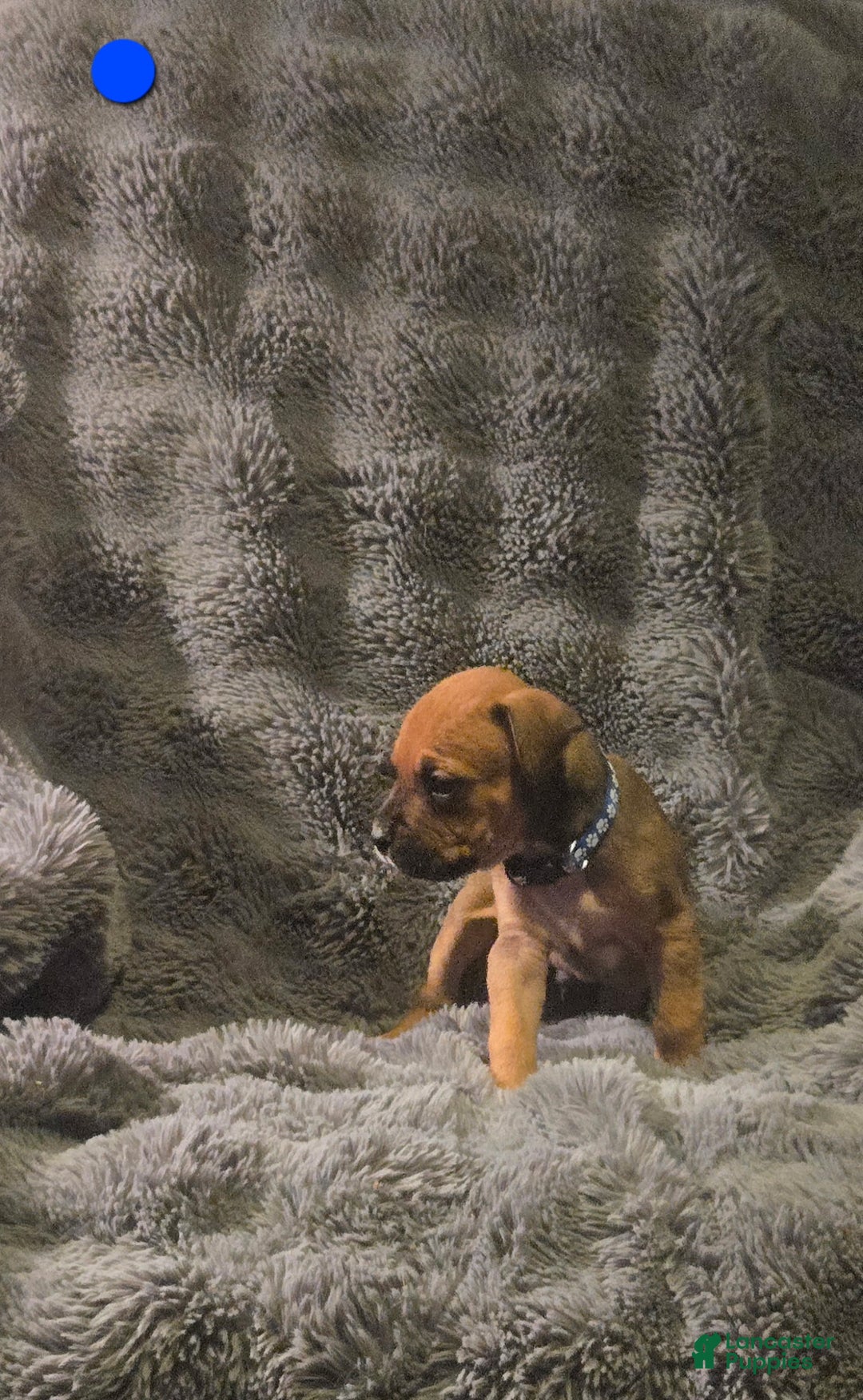 Cane Corso dogs for sale: Cane Corso Puppy 6 - Ad 1