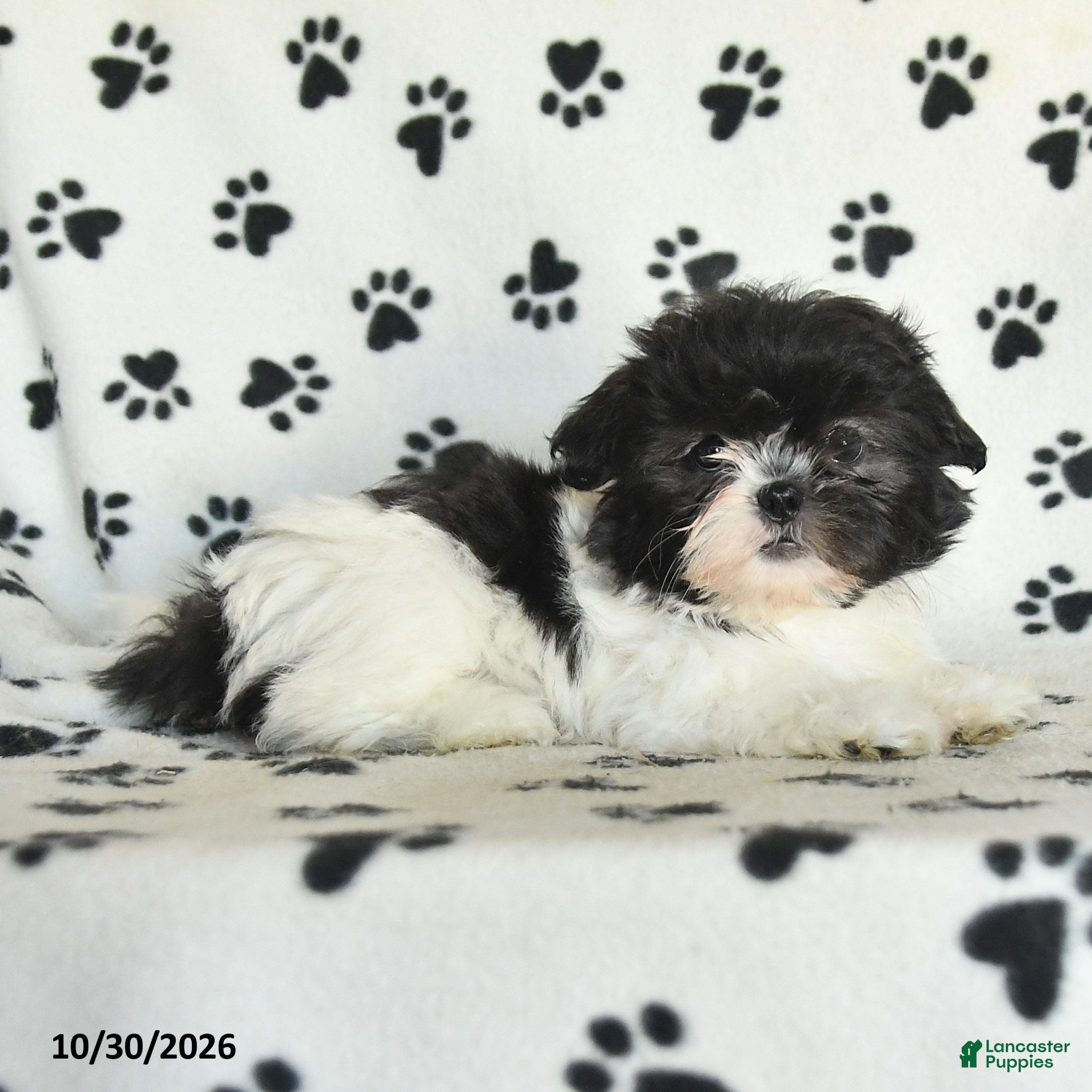 Shih Tzu dogs for sale: Odette - Ad 2