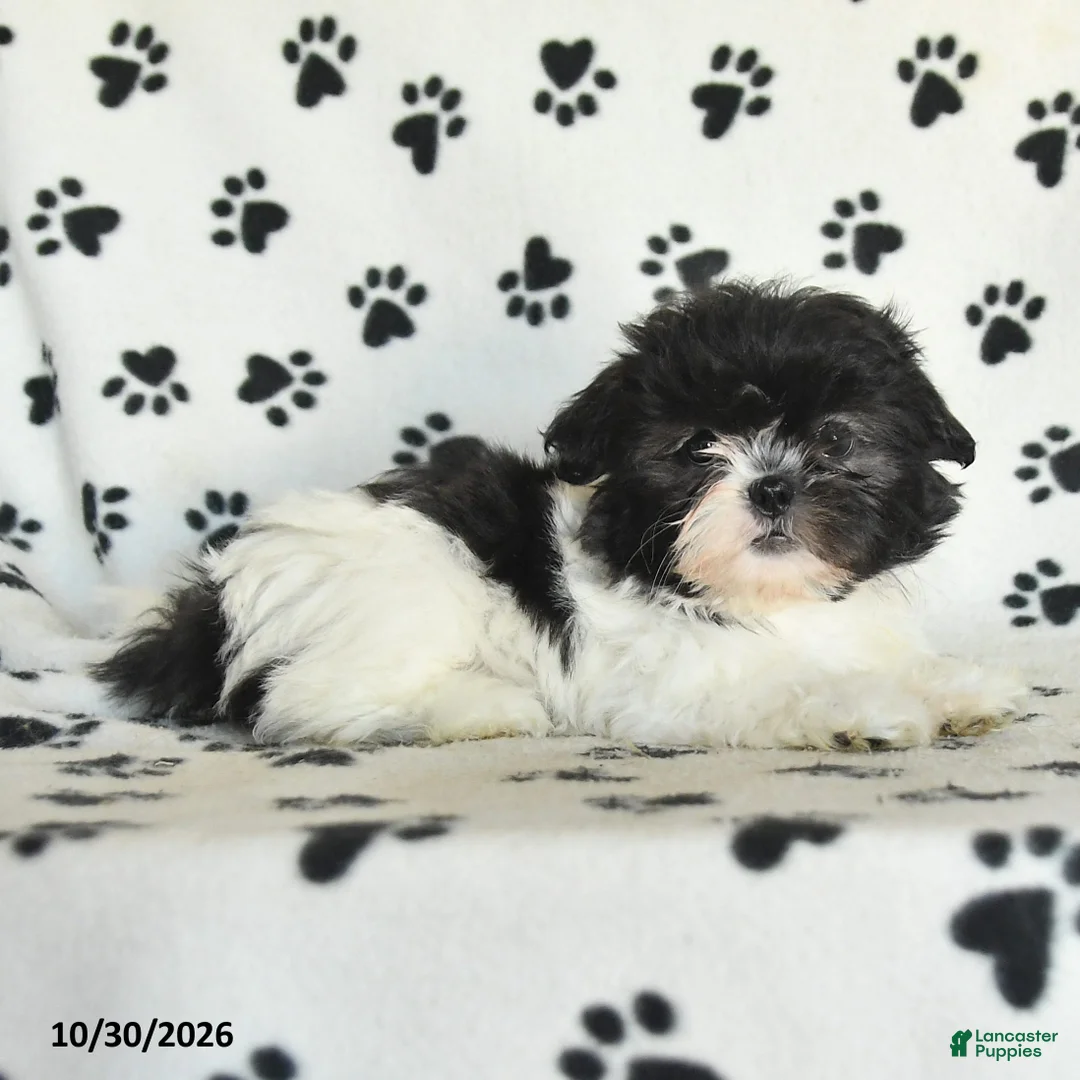 Shih Tzu dogs for sale: Odette - Ad 2