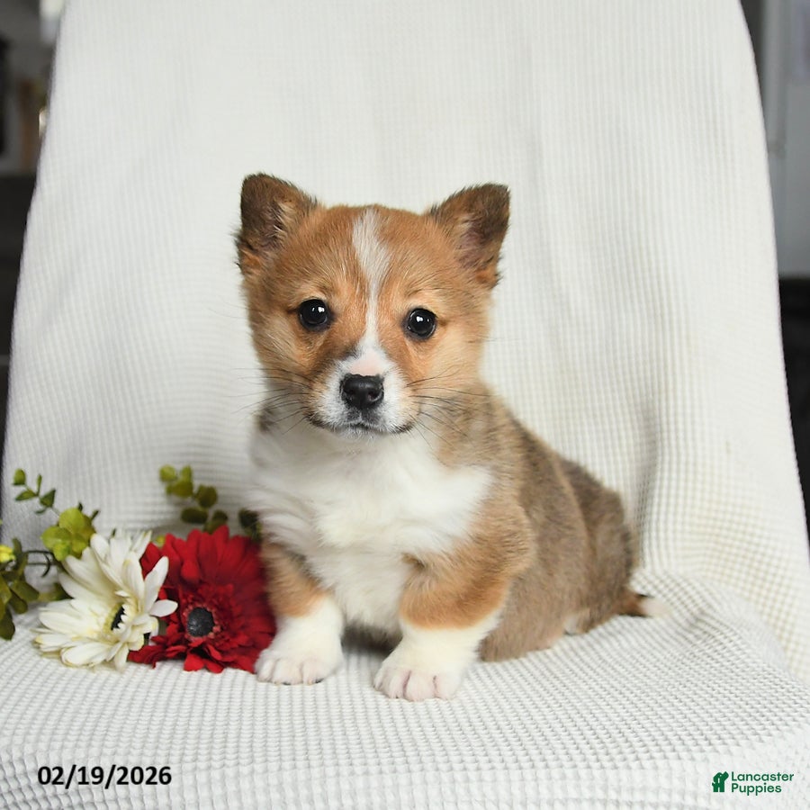 Welsh Corgi Pembroke dogs Toffee - Ad 2