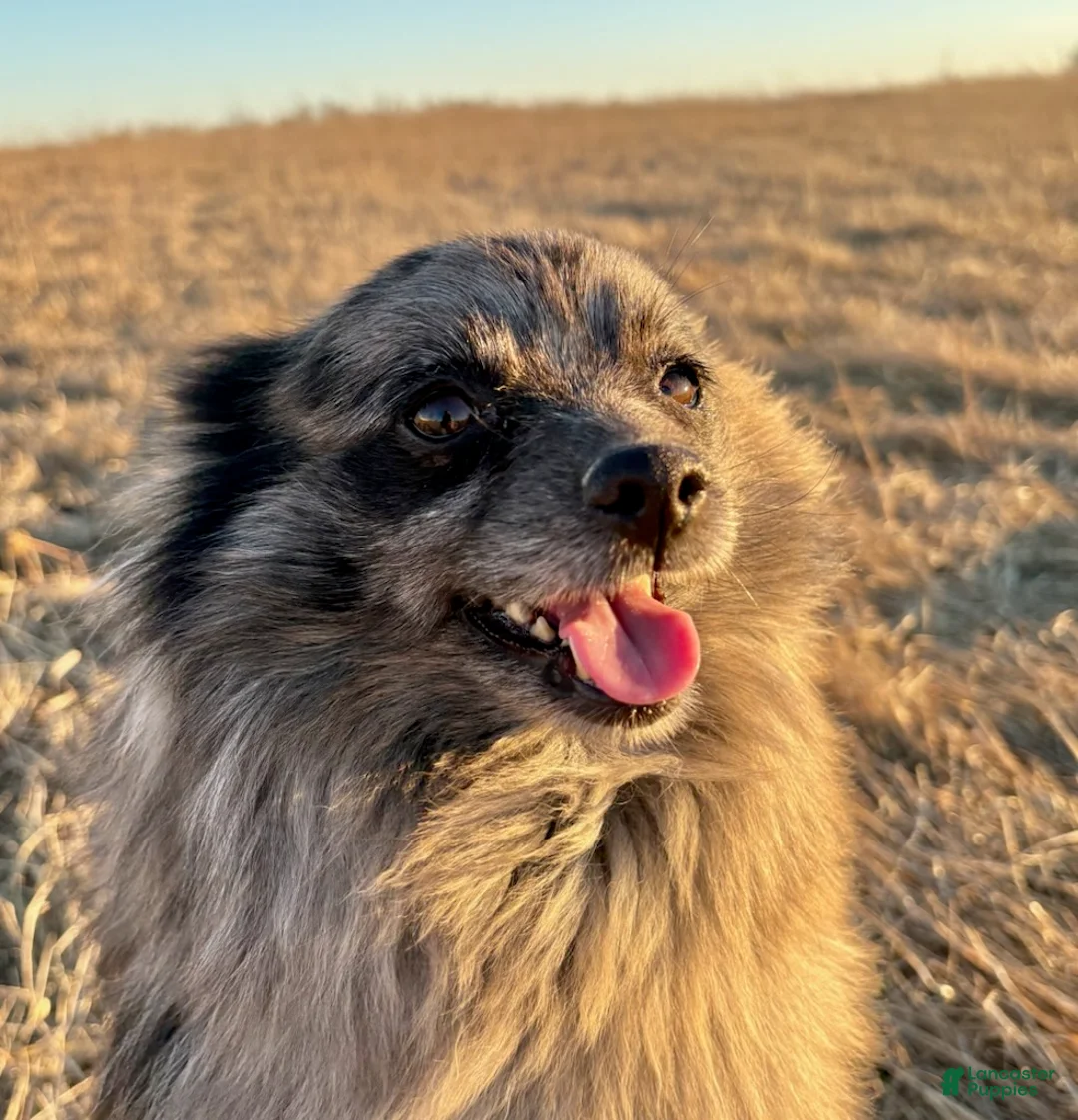 Pomeranian dogs for sale: ARLO - Ad 7