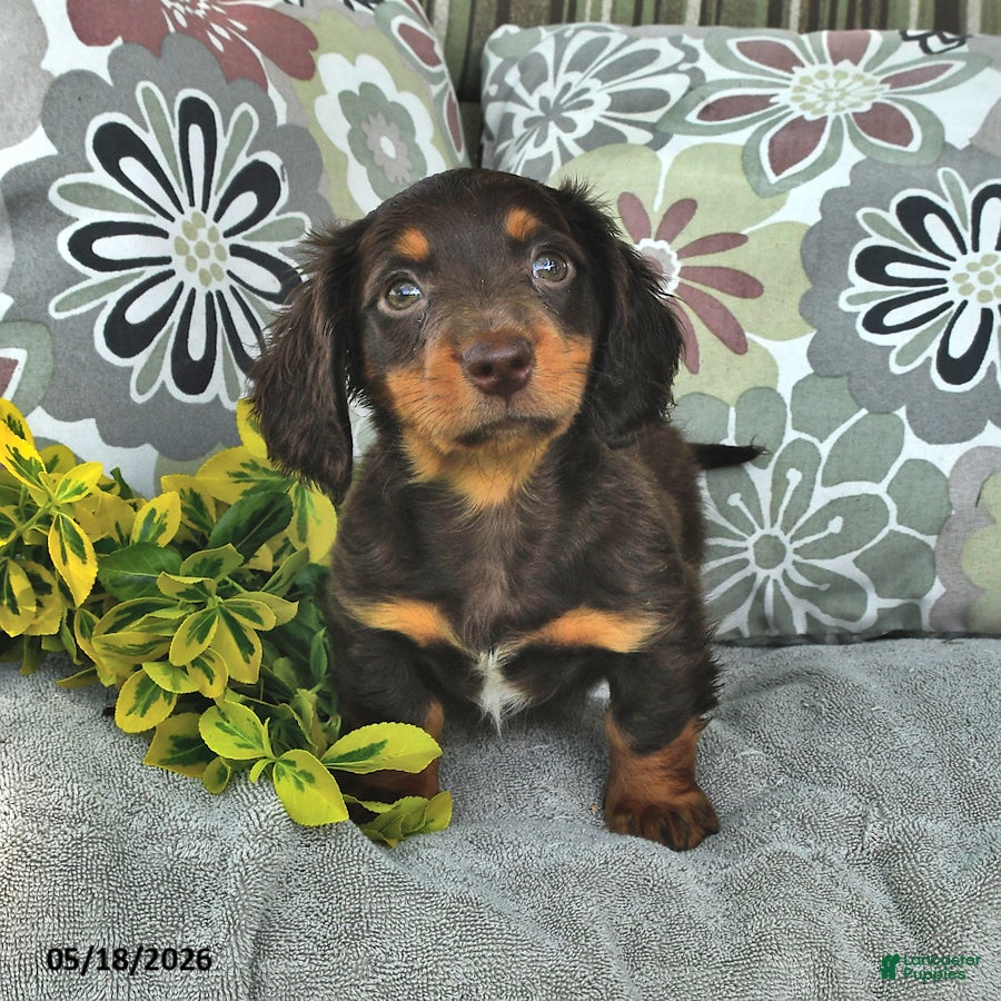 Miniature Dachshund dogs for sale: Mason - Ad 4