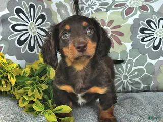 Miniature Dachshund dogs for sale: Mason - Ad 4